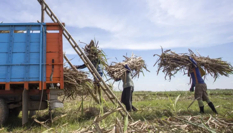 ملف - عمال يقومون بتحميل قصب السكر الطازج في شاحنة في ماجالينجكا، جاوة الغربية، في 9 يوليو 2023. (أنتارا فوتو/ديدهيز أنجارا/سبت)