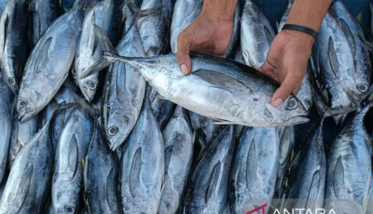 ملف - صياد يعرض صيده من سمك التونة الوثاب في مزاد للأسماك في كينداري، جنوب شرق سولاويزي. (انتارا فوتو/أندريه دينيساه)
