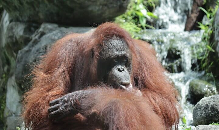 حديقة حيوان غمبيرا لوكا