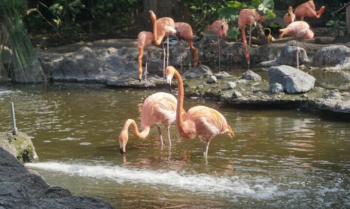 حديقة حيوان باتو سيكرت