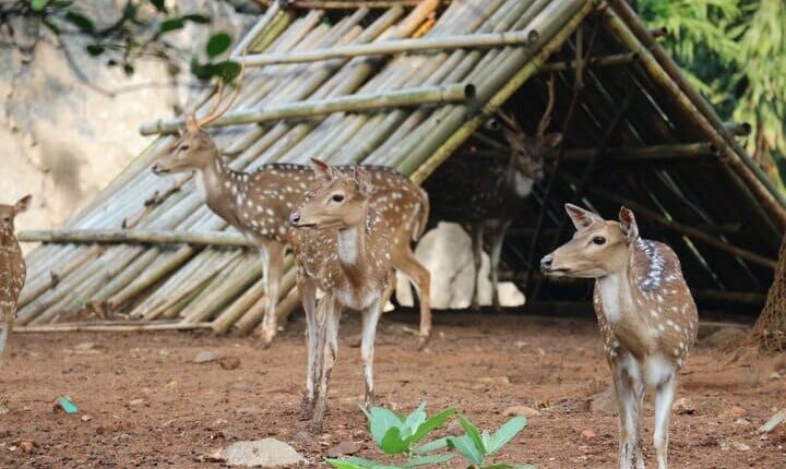 حديقة حيوان راغونان