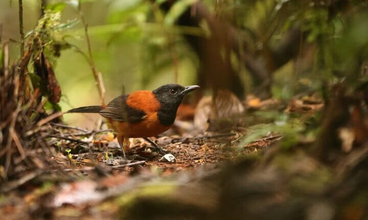 طائر "البيتوهوي ذو القلنسوة"، وهو أحد الأنواع الفريدة التي تستوطن جزيرة غينيا الجديدة. التُقطت هذه الصورة في جبال أرفاك بمقاطعة بابوا الغربية، إندونيسيا.