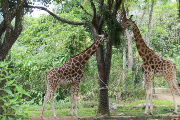 حديقة سفاري إندونيسيا – تشيساروا أو بريغين: تجربة مدهشة لإطعام الحيوانات ورؤية عروضها المباشرة.