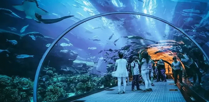 جاكرتا أكواريوم سفاري: مناسبة للأطفال الذين يحبون الأسماك والكائنات البحرية المتنوعة.