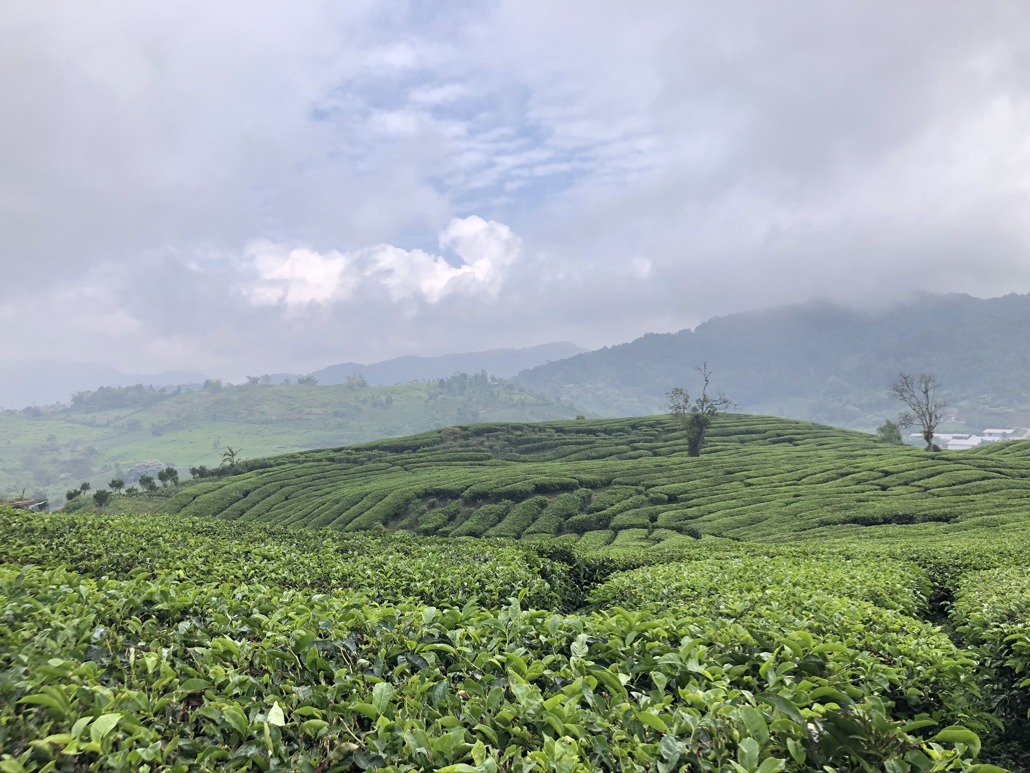 مزارع شاي داناو كمبار | الصورة: من الأرشيف الشخصي (@anggisput)