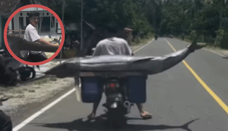 لقطة من فيديو على حساب إنستغرام @krui_spearfishing