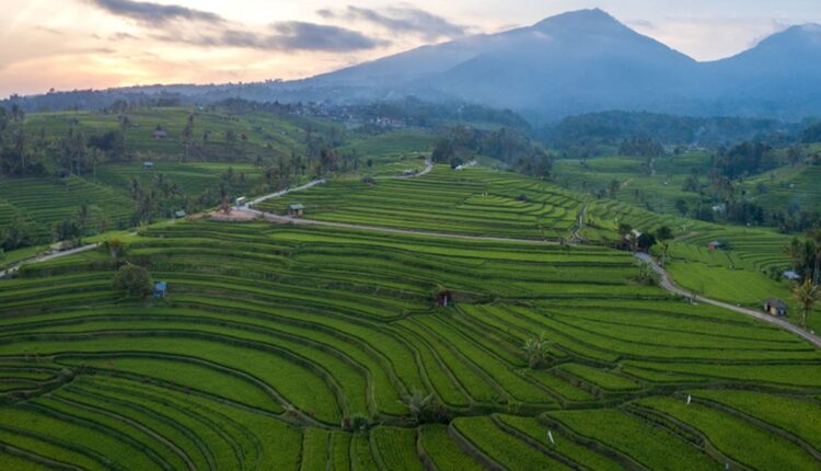 قرية ووكيرساري – يوجياكرتا | Desa Wisata Wukirsari, Yogyakarta